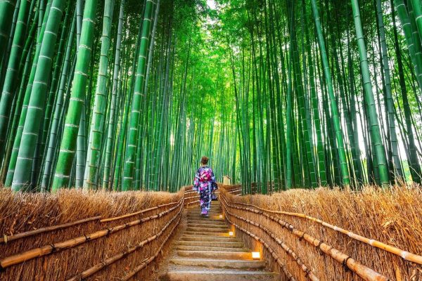 Tour Nhat Ban Le Hoi Hoa Anh Dao4